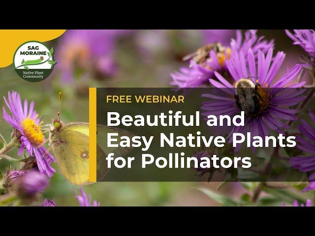 Beautiful and Easy Native Plants for Pollinators