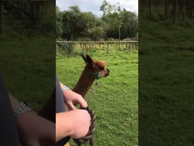 Alpaca agility course