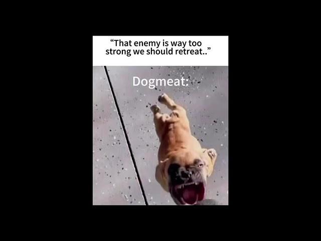 Fall out dog meat meme