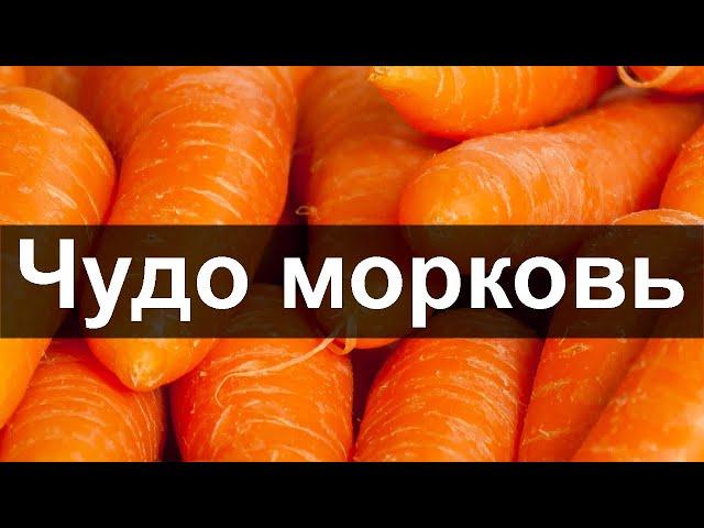 ТАКАЯ ПОЛЕЗНАЯ МОРКОВЬ. Как и зачем стоит употреблять морковь · Полезно Знать