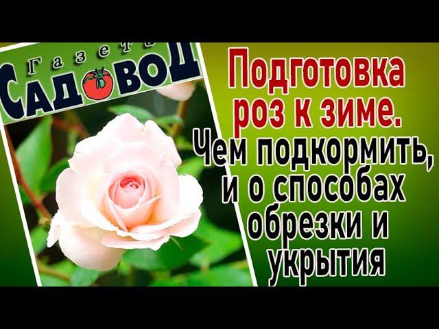 Подготовка роз к зиме. Чем подкормить, и о способах обрезки и укрытия