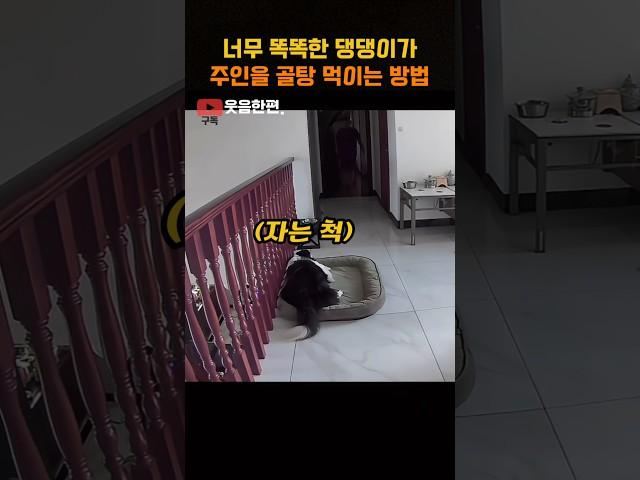 너무 똑똑한 댕댕이가 주인을 골탕 먹이는 방법