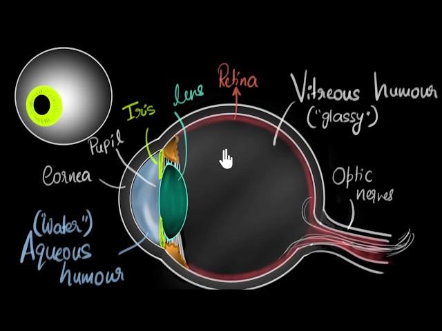 Parts of the eye | Human eye & the colourful world | Khan Academy