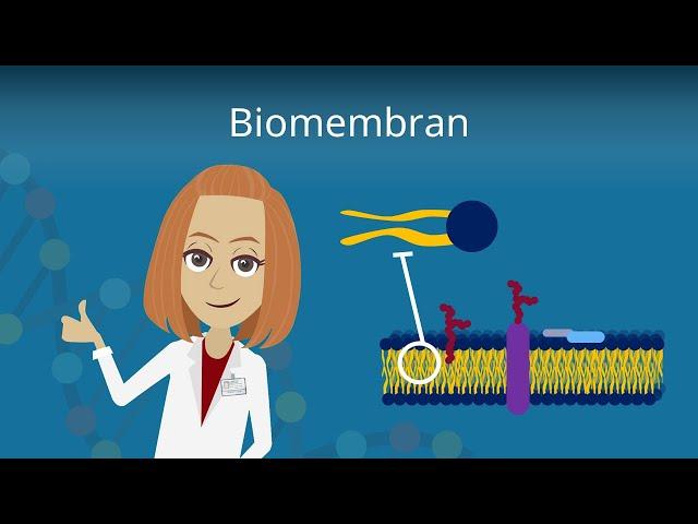 Biomembran - Aufbau und Funktion