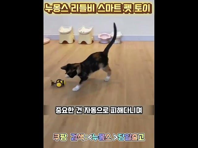 누몽스 리틀비 스마스 펫토이 고양이 자동 장난감 고양이 장난감