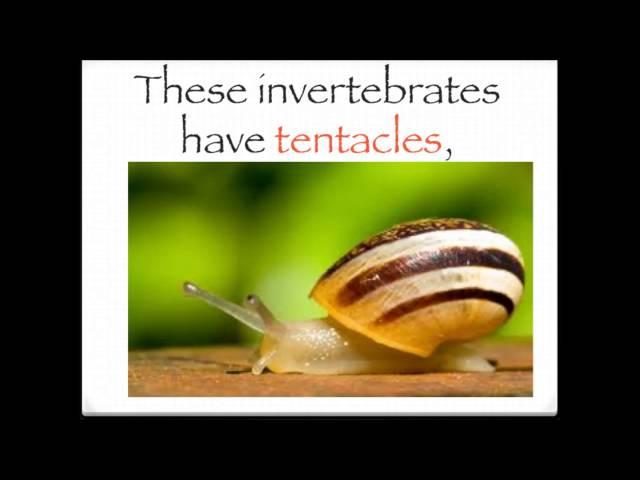 The invertebrates song