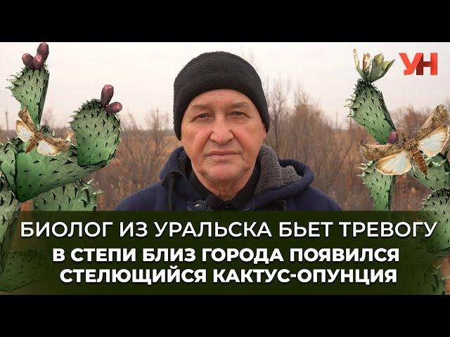 Биолог из Уральска бьет тревогу – в степи близ города появился стелющийся кактус-опунция