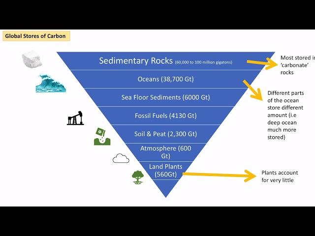 Importance of Carbon and Global Carbon Cycle - Stores and Flows (A-Level Geography)