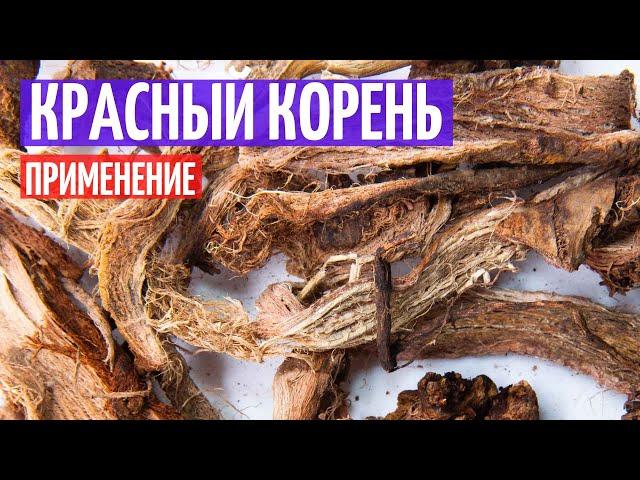 Красный корень применение. Лечебные свойства Копеечника I Herbals-ua.com