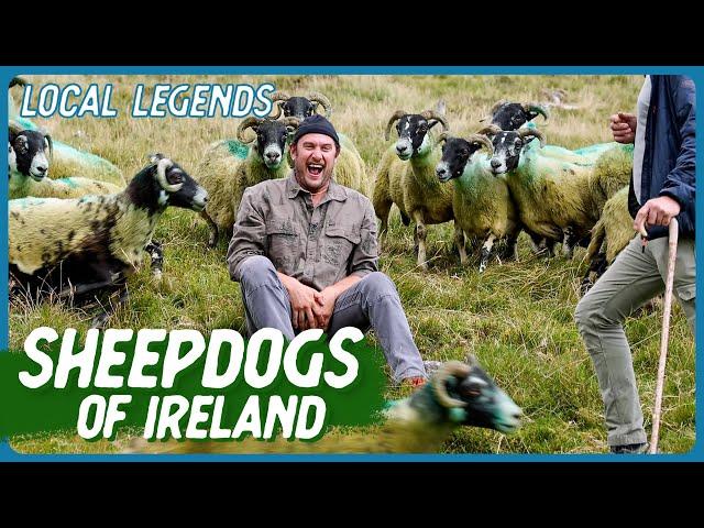 THE ART OF HERDING SHEEP with sheepdog Bruce | Ireland | Local Legends | Brad Leone