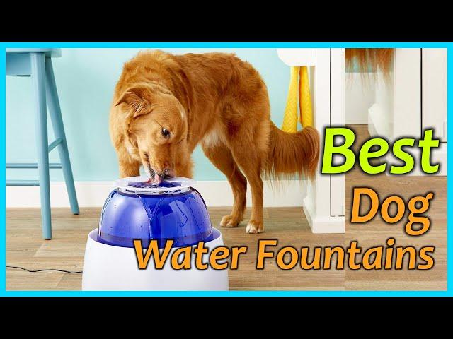 Best Dog Water Fountains in 2021 [Top 5 Picks]