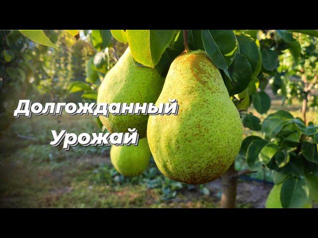 Осенняя груша сорт Ноябрьская. Первый урожай