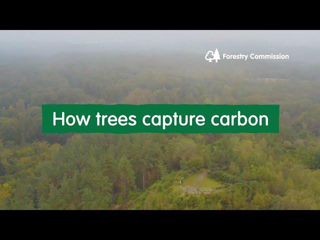 How trees capture carbon