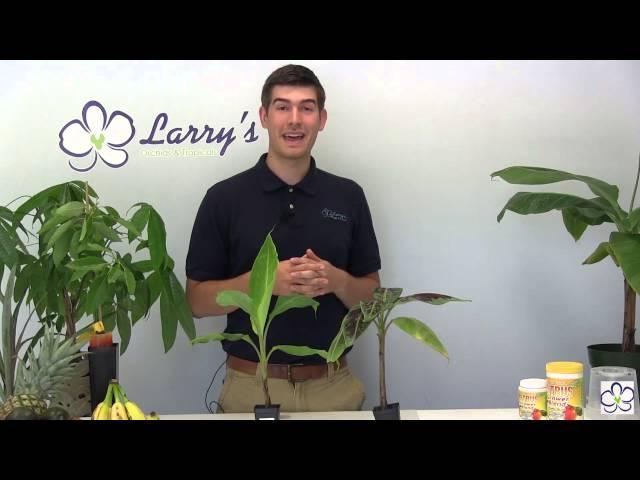 How To Grow Bananas at Home - Complete Growing Guide