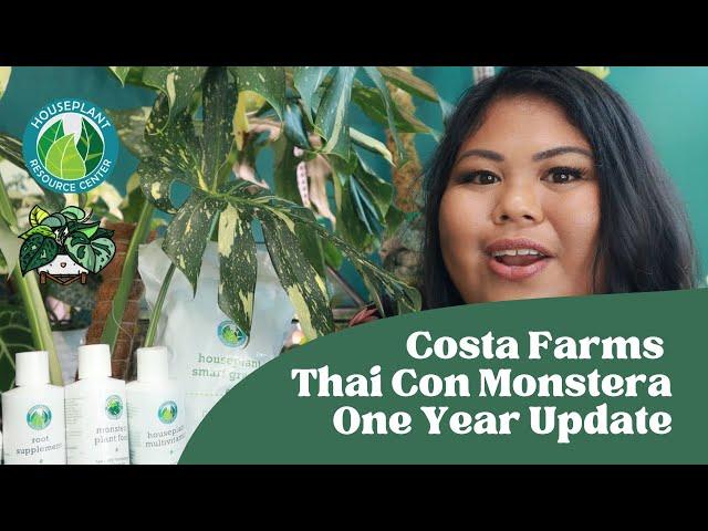 Costa Farms Thai Con Monstera  One Year Update with Houseplant Resource Center