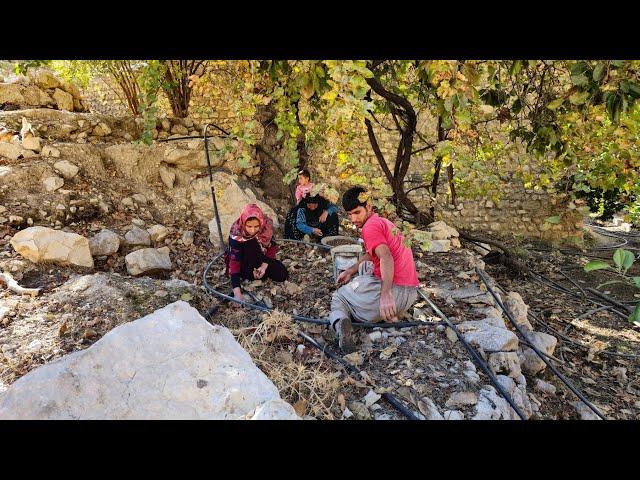 IRAN nomadic life | Collecting acorns in the Kuhgol family garden | Nomadic lifestyle of Iran