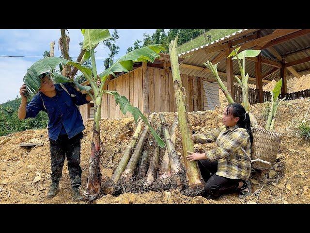 Plant many banana trees around the house,To make food, Life free with nature.|Phuc and Sua