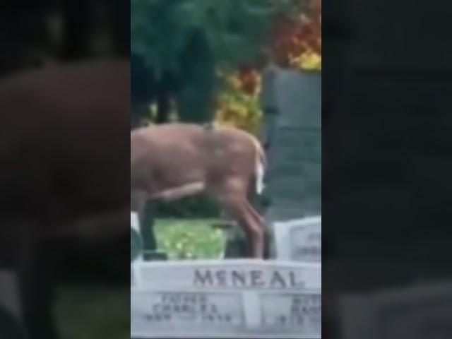 SKIN WALKER SHAPE SHIFTS INTO DEER DISGUISE ON CAMERA! Wendigo? | Squatch Watchers