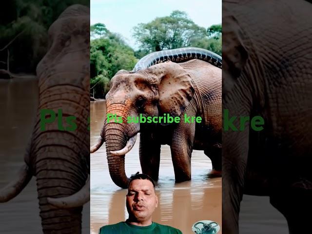 #elephant #wildlife #nature #shortfeed #animals #ajgarshorts #anaconda #shortfeed #shorts #short