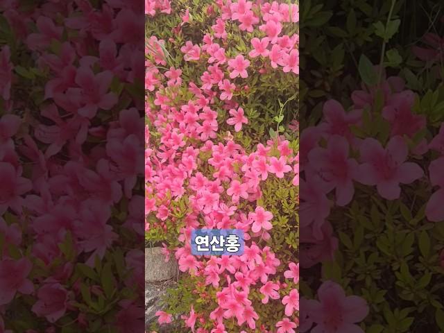 연산홍  ️ 지식백과 연결             #연산홍 #교육자료#식물#해운대#해운대맛집