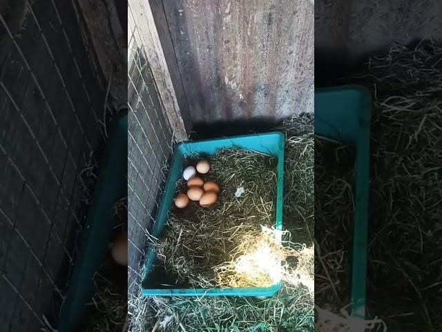 Meglio sola libera in mezzo alla natura della campagna con i miei animali fantastici meravigliosi.