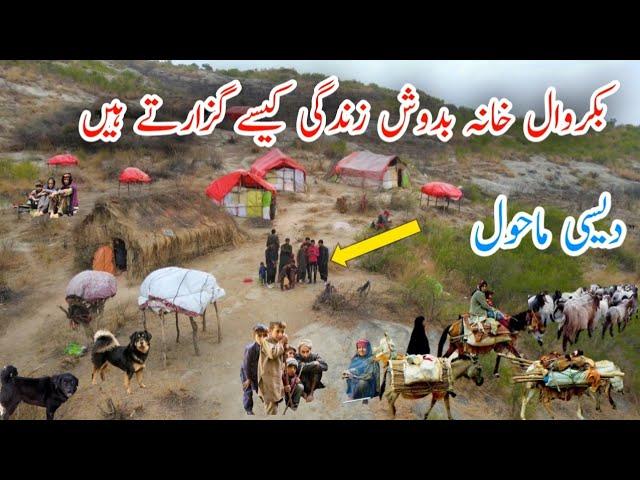 Bakrwal Khana Badosh life in Kashmir(بکروال خانہ بدوشں)Poona Samahni/Drone Video