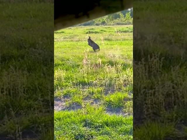 Florida Bobcat attacks decoy!