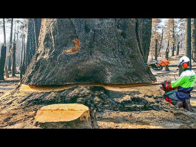 Extreme Dangerous Cutting 600 Years Old Tree Skills with Chainsaw, Fastest Felling Tree Down Skill