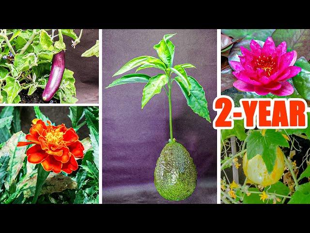 Plant Growing Time Lapse Compilation - 2 Years In 8 Mins