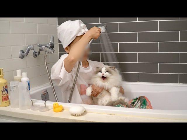 The world's best bathing champion cat