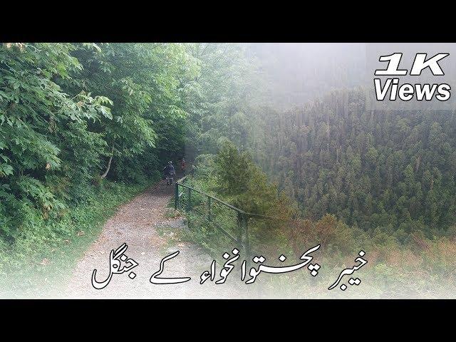 Ayubia National Park | Forest of KPK | Beautiful Pakistan | HDsheet