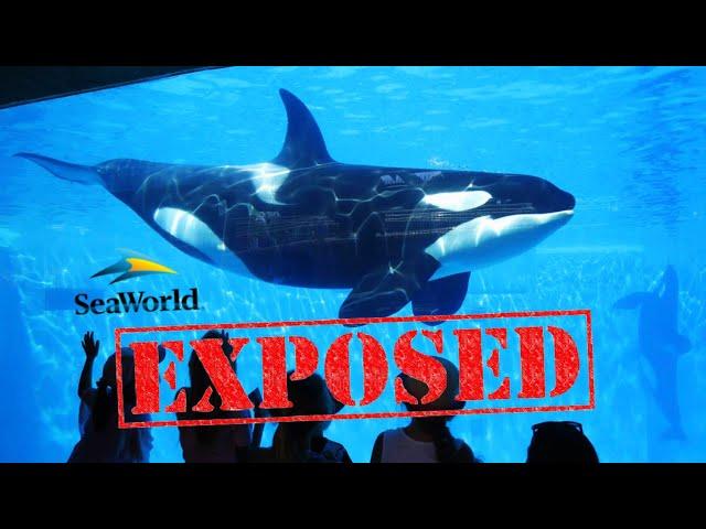 Die hässliche Wahrheit über SeaWorld – Was Sie nicht wissen sollen