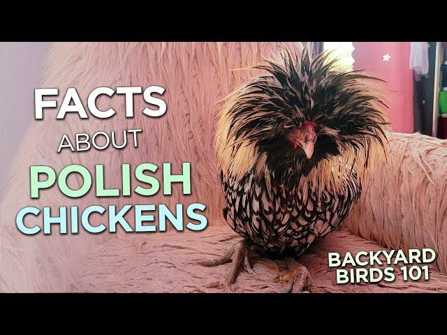 Polish Chicken Breed Facts: What you need to know 101