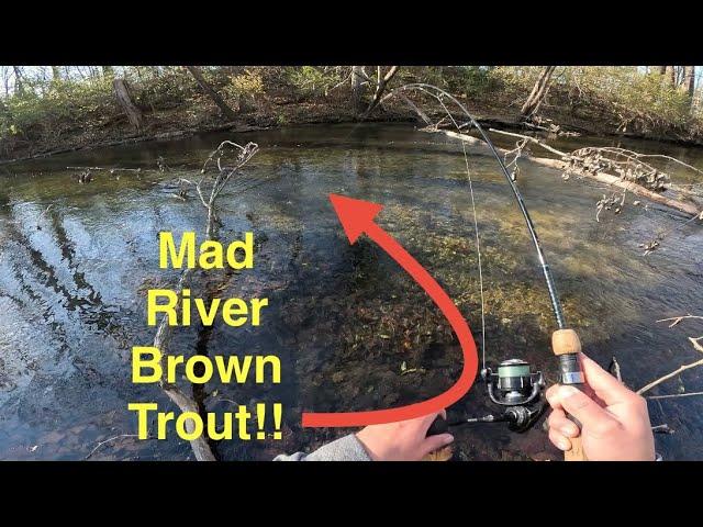 Wading The Mad River, Fishing For Ohio Brown Trout!!