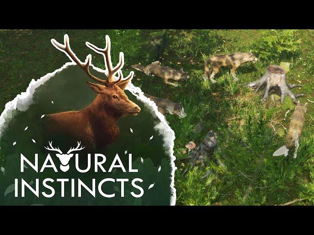 Mourning a DEATH in the Wolf Pack?!  Natural Instincts • #1