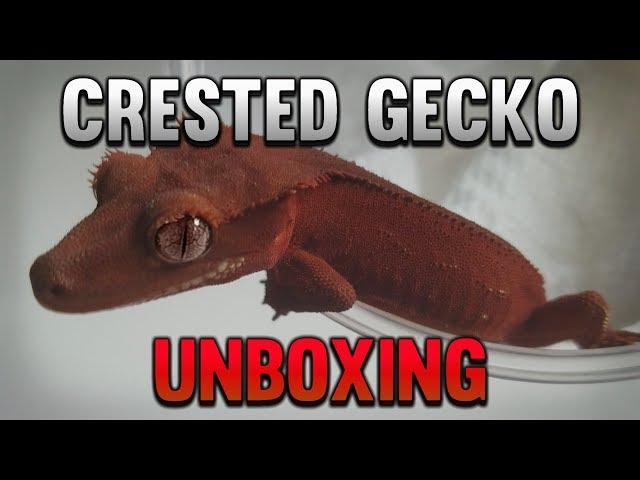 Unboxing 4 New High End Red Crested Geckos!