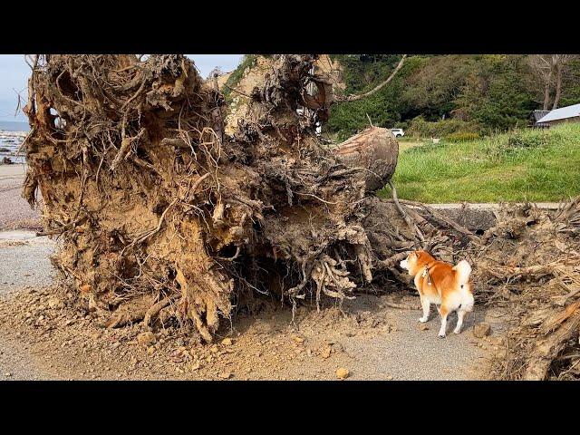 洪水で流れた巨大な根っこに対し、ちんまりにもほどがある柴犬