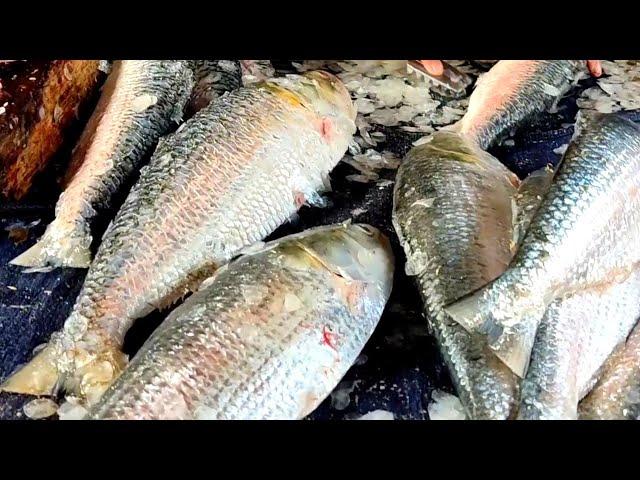 Amazing fish cutting | Elish Fish cleaning &  Cutting by Bd fishing life