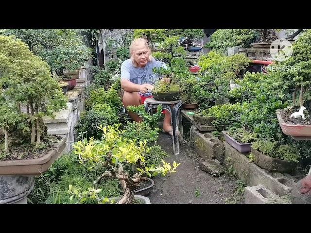 Daily life of a bonsai enthusiast