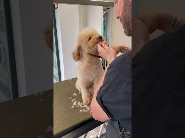 Barba & Capelli per Cookie ️ #toelettatura #barboncino #groomingday #cani #taglio