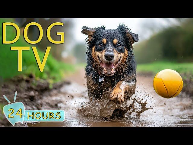 DOG TV: Best Video to Prevent Boredom and Anxiety for Dogs When Home Alone - Music Relax for Dogs