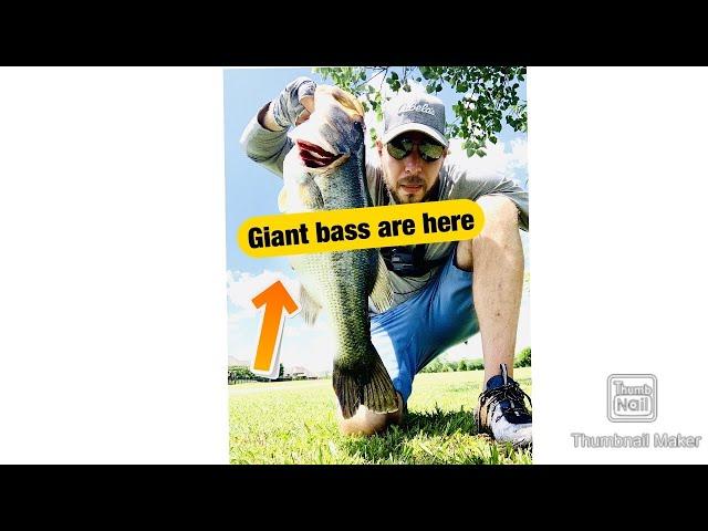 MONSTER BASS  on Chatterbait in Huntsville Al Bank Fishing part 1 Zman JACK HAMMER