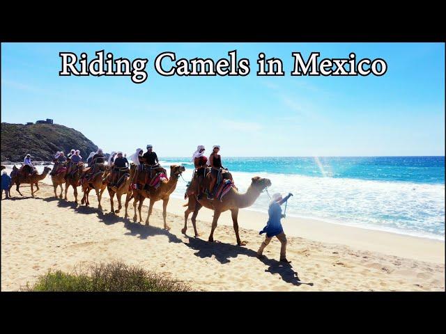 Camel Ride And Outback Adventure Excursion In Cabo San Lucas