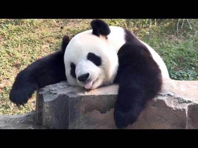  Panda Funny Moment Videos Compilation