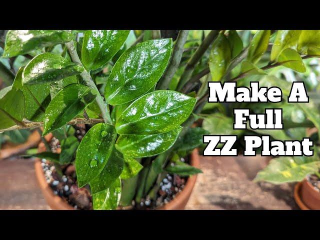 DO THIS FOR A QUICK BUSHY ZZ PLANT