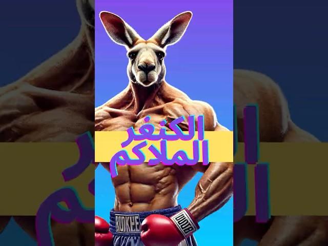 حيوان الكنغر kangaroo