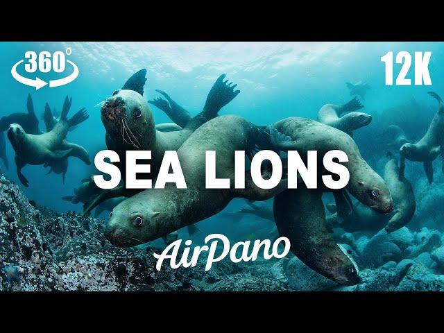 Underwater. Seals and Sea Lions, National Park Moneron Island. Teaser. 12K 360° virtual travel.