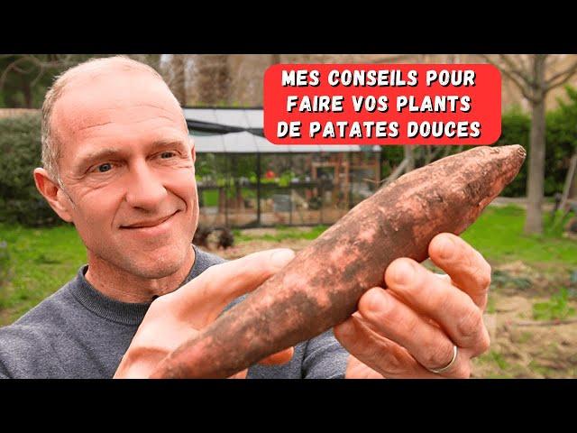 Patates douces - saison 2025 ► C'est parti !