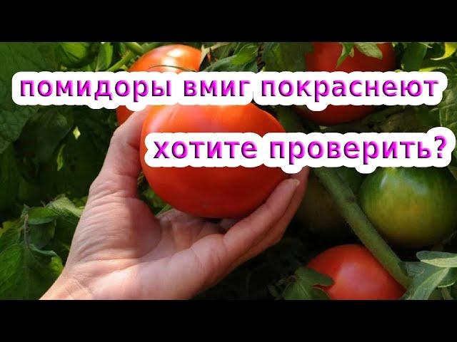 УСКОРЯЕМ СОЗРЕВАНИЕ ТОМАТОВ // КАК УСКОРИТЬ ПОКРАСНЕНИЕ ПОМИДОР БЕЗ ХИМИИ