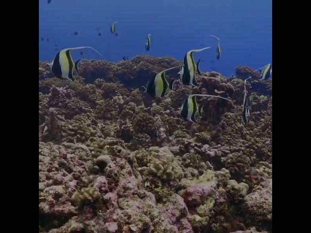 Beautiful Moorish Idol Marine Fish #reeftank #marineaquarium #shorts